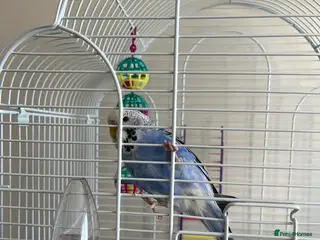 Budgerigars birds Female budgie and full set up in Castleford - Advert 1