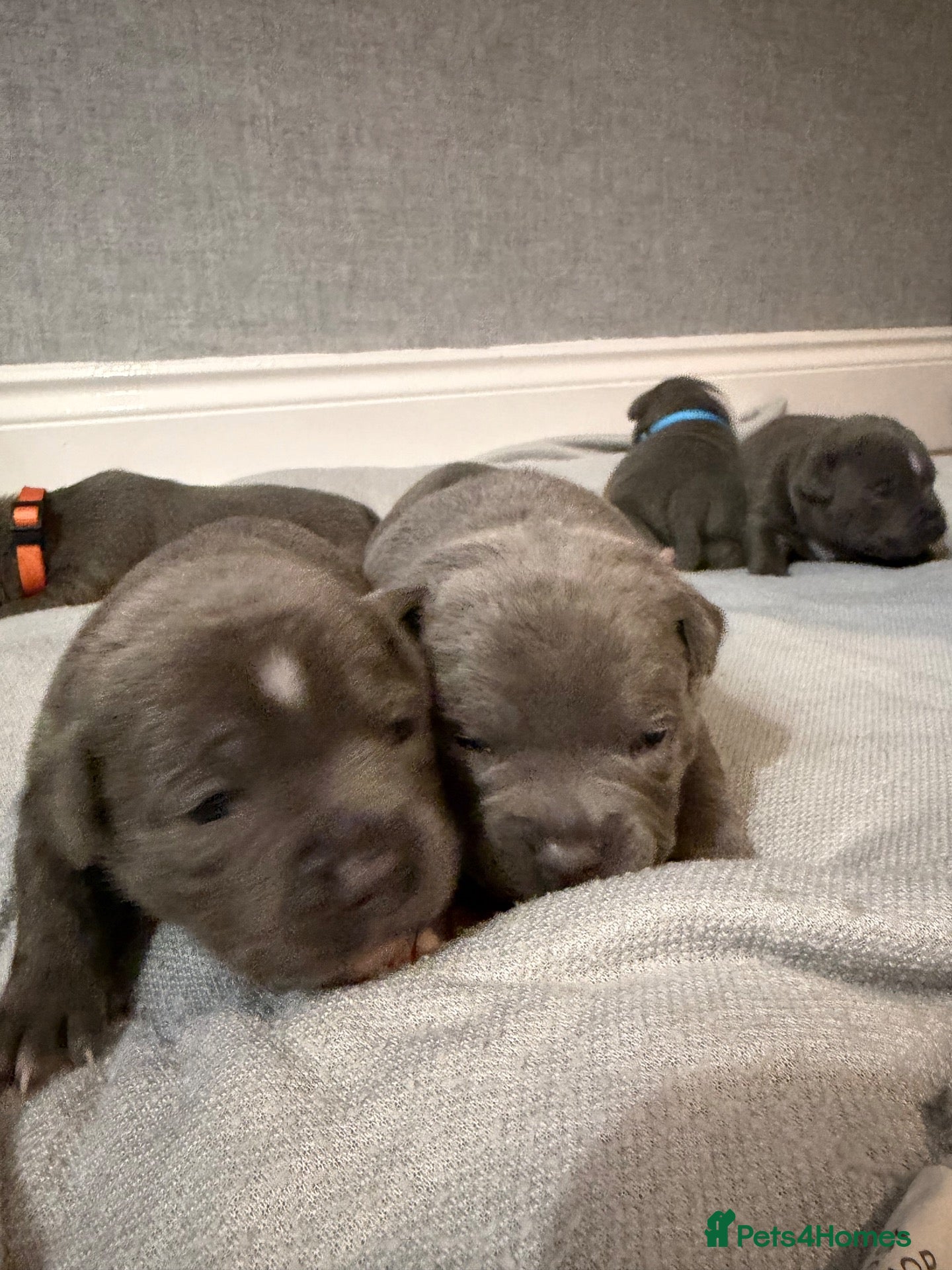 Staffordshire Bull Terrier dogs for sale: Beautiful litter of 6 KC Reg blue SBT PUPS - Advert 2