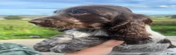 Cocker Spaniel dogs for sale: SHOW KC Registered, true to type, Cocker Spaniels - Advert 18