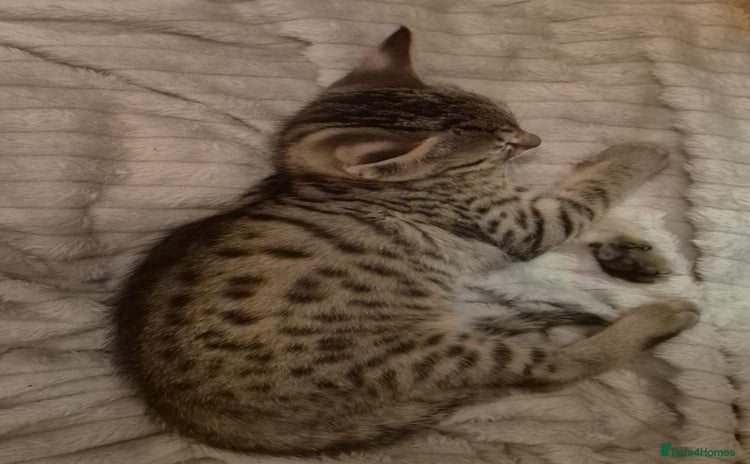Savannah cats - Advert 1