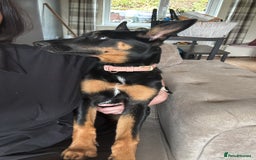 Mixed Breed dogs for sale: Kelpie cross Collie for sale - Image 2
