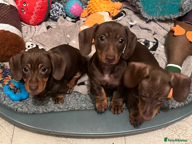 Miniature Dachshund dogs - Advert 3