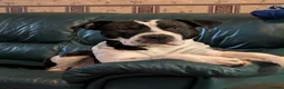 Mixed Breed dogs for sale: Bully manya pupy  - Advert 3