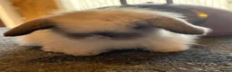Mini Lion Lop rabbits for sale: UPDATED 08/05 Double mane lionlops available - Advert 3