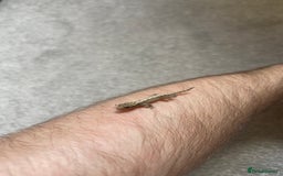 Gecko reptiles for sale: Mourning geckos (+ FREE PLANT CUTTING)   - Image 5