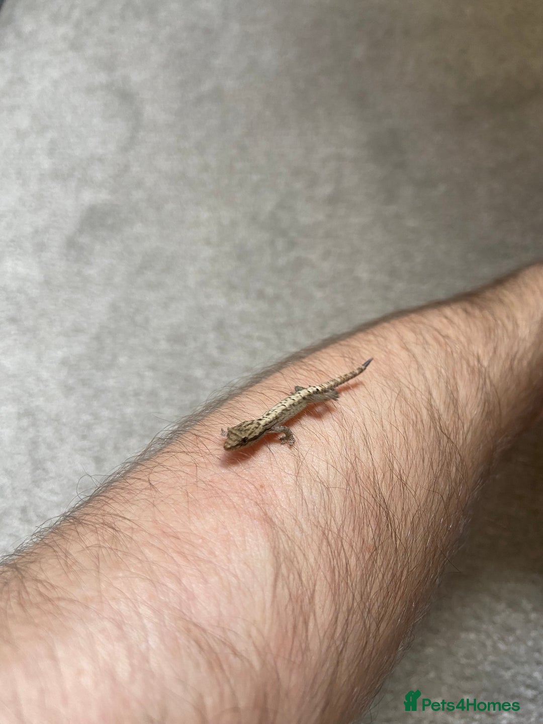 Gecko reptiles for sale: Mourning geckos (+ FREE PLANT CUTTING)   - Image 5