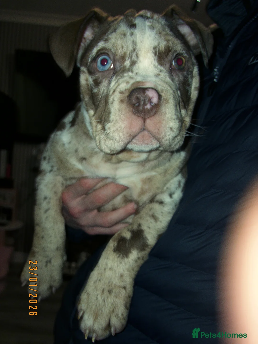 American Bully dogs for sale: Pocket bully - Advert 3