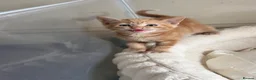 Domestic Shorthair cats for sale: 3 gorgeous Ginger Boys and one Black - Advert 27