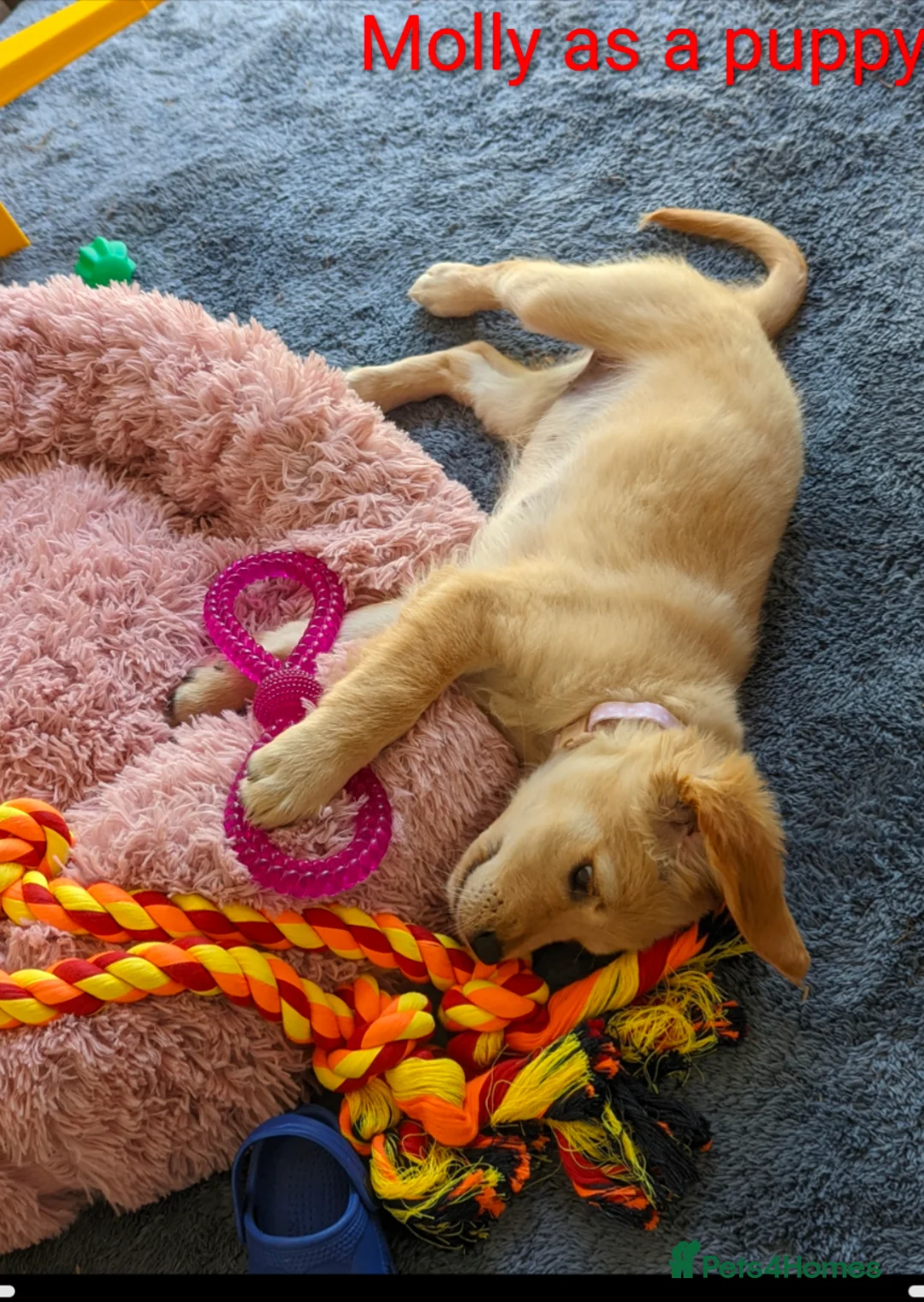 Golden Retriever dogs for sale: Kennel Club Registered Golden Retriever Puppies  - Advert 19