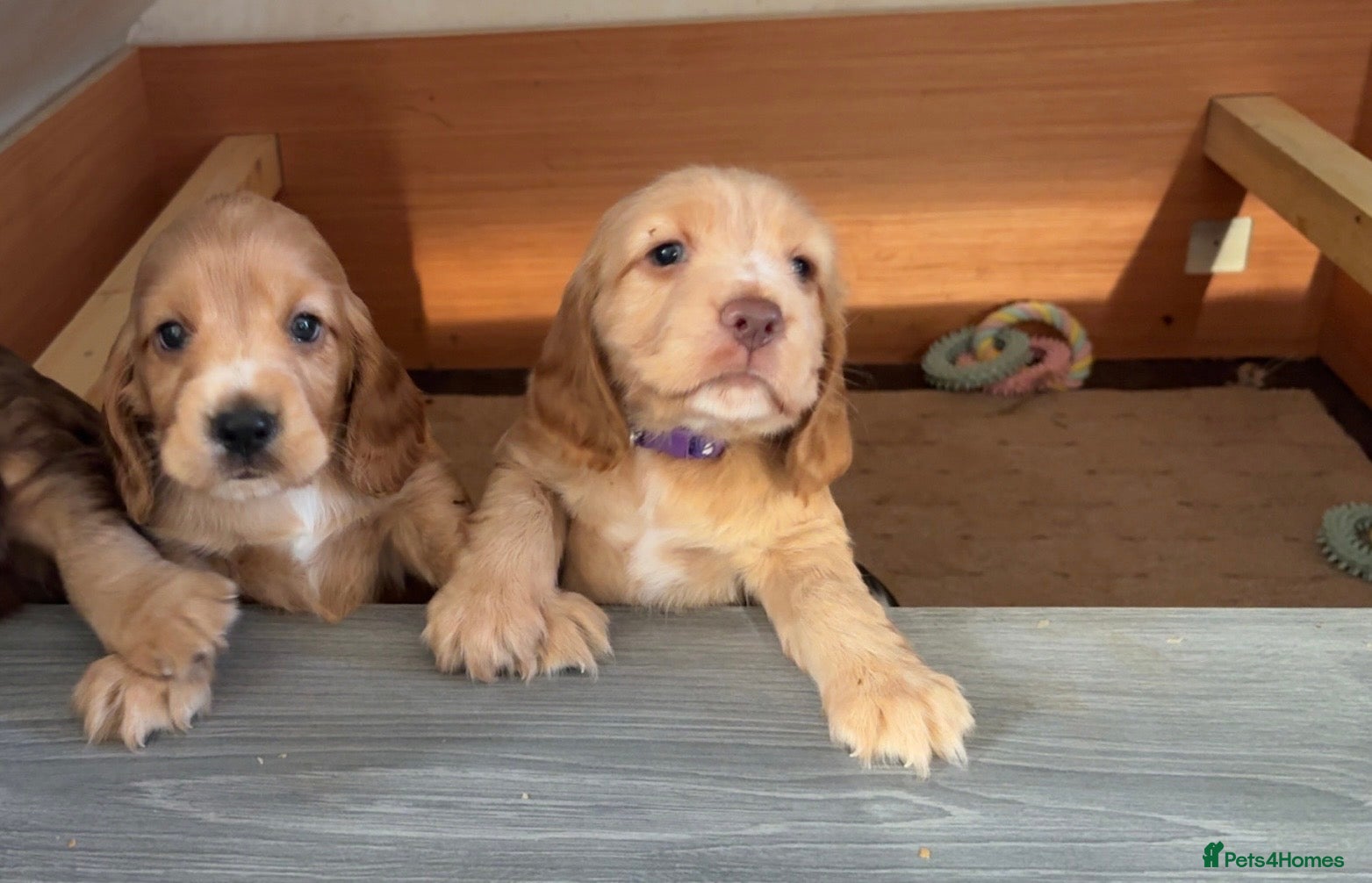 Cocker Spaniel dogs Show type cocker spaniel pups - Advert 9