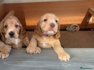 Cocker Spaniel dogs Show type cocker spaniel pups - Advert 16