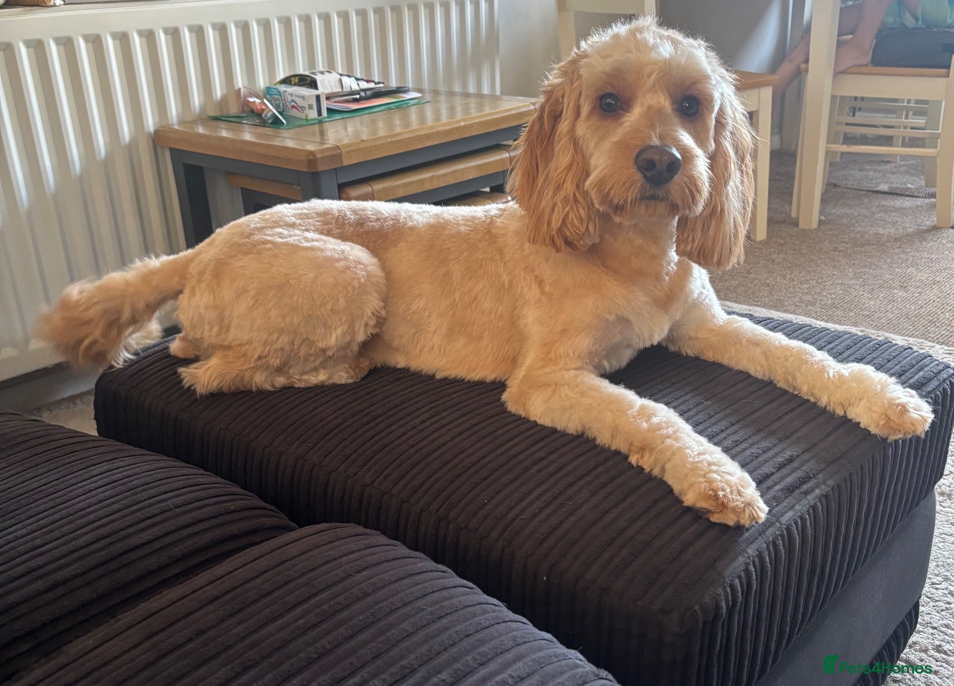 Cockapoo dogs Teddy - 1 year old male cockapoo  - Advert 1