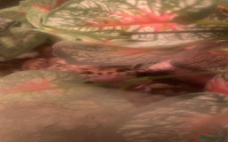 Gecko reptiles for sale: Lepoard geko - Image 3