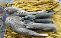 British Shorthair cats for sale: GCCF kittens  - Advert 14