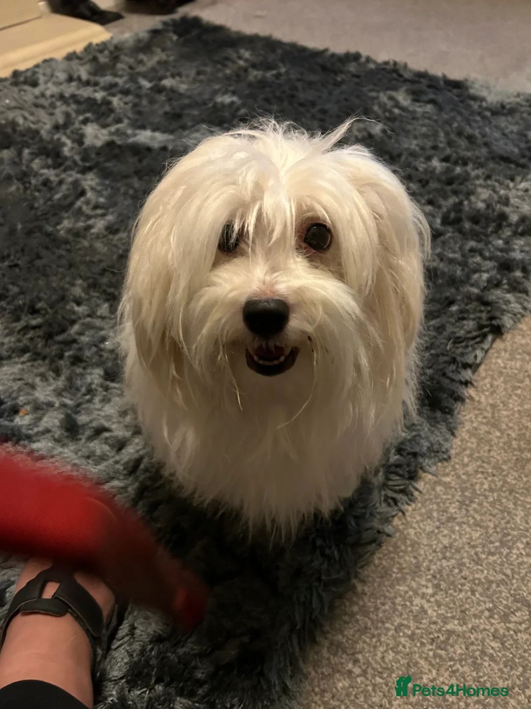 Coton De Tulear dogs for sale: Coton de Tulear puppy  - Advert 1