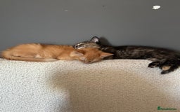 Mixed Breed cats for sale: Two lovely girls needing new home  - Image 1