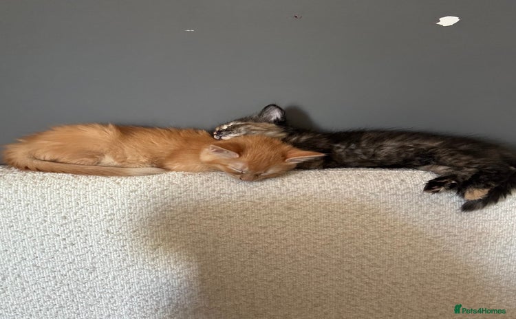 Mixed Breed cats for sale - Advert 1