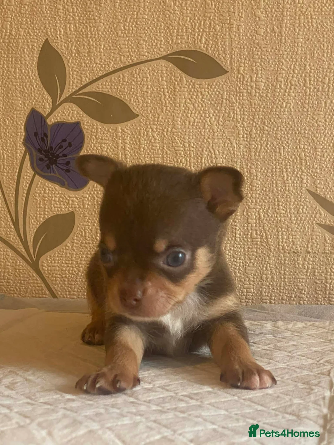 Chihuahua dogs for sale: chihuahua puppis for sale  - Advert 21