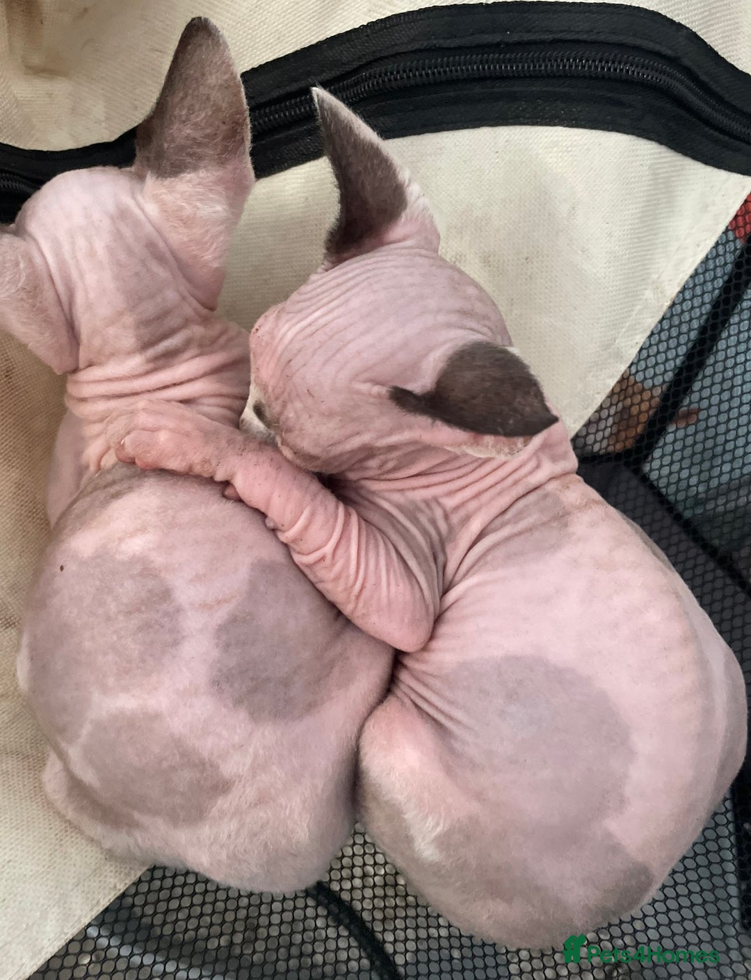 Sphynx cats for sale: Beautiful sphynx kittens  - Image 6