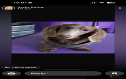 Miniature Dachshund dogs for sale: Handsome Isabella & tan male  - Image 2