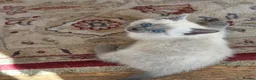 Ragdoll cats for sale: Gorgeous friendly Ragdoll kittens - Advert 20