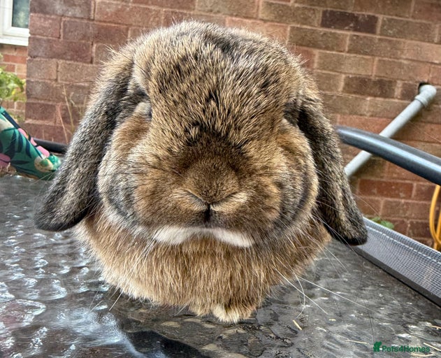 Gallery Image {{count}}