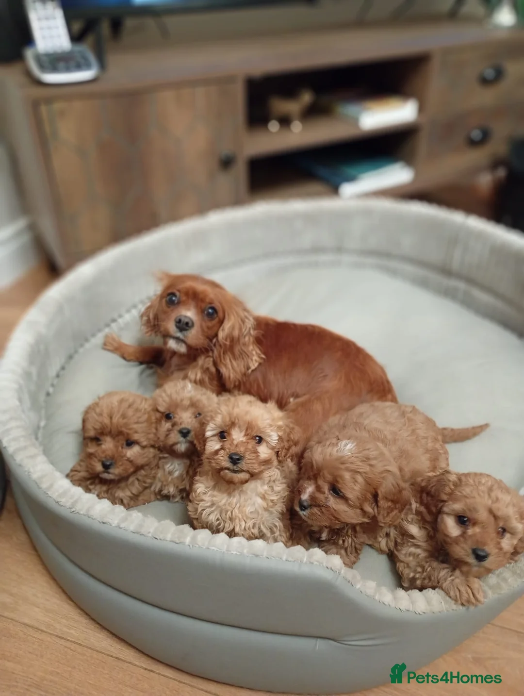 Cavapoo dogs for sale: Adorable Cavapoo puppies for sale  in Liverpool - Advert 3
