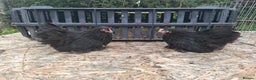 Chickens poultry for sale: Pekin bantom pullets and males  - Advert 3