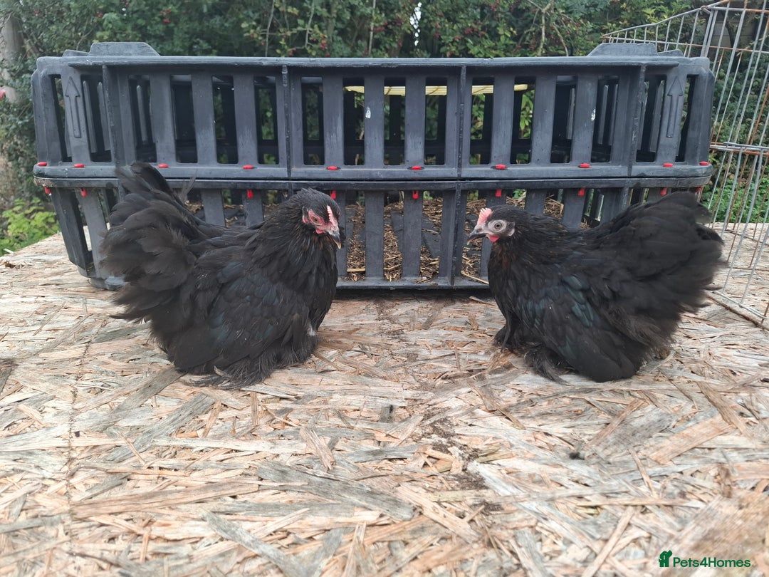 Chickens poultry for sale: Pekin bantom pullets and males  - Advert 3