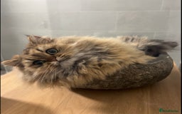 Persian cats for sale: GOLDEN PERSIAN BOY💎Looking for new home  - Image 7