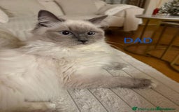 Ragdoll cats for sale: Beautiful Ragdoll kittens  - Image 12