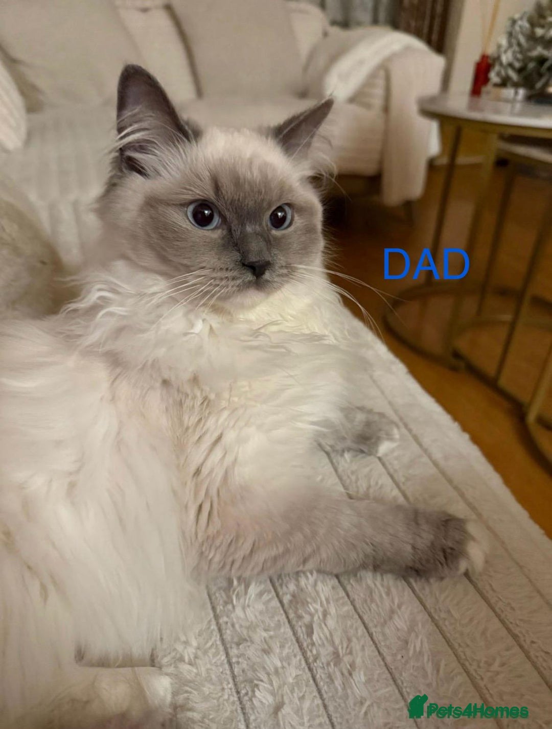 Ragdoll cats for sale: Beautiful Ragdoll kittens  - Image 12