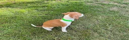 Italian Greyhound dogs for sale: Royal kennel club registered  - Advert 23