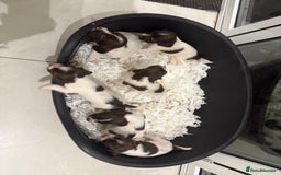 English Springer Spaniel dogs for sale: English Springer Spaniel  - Image 2