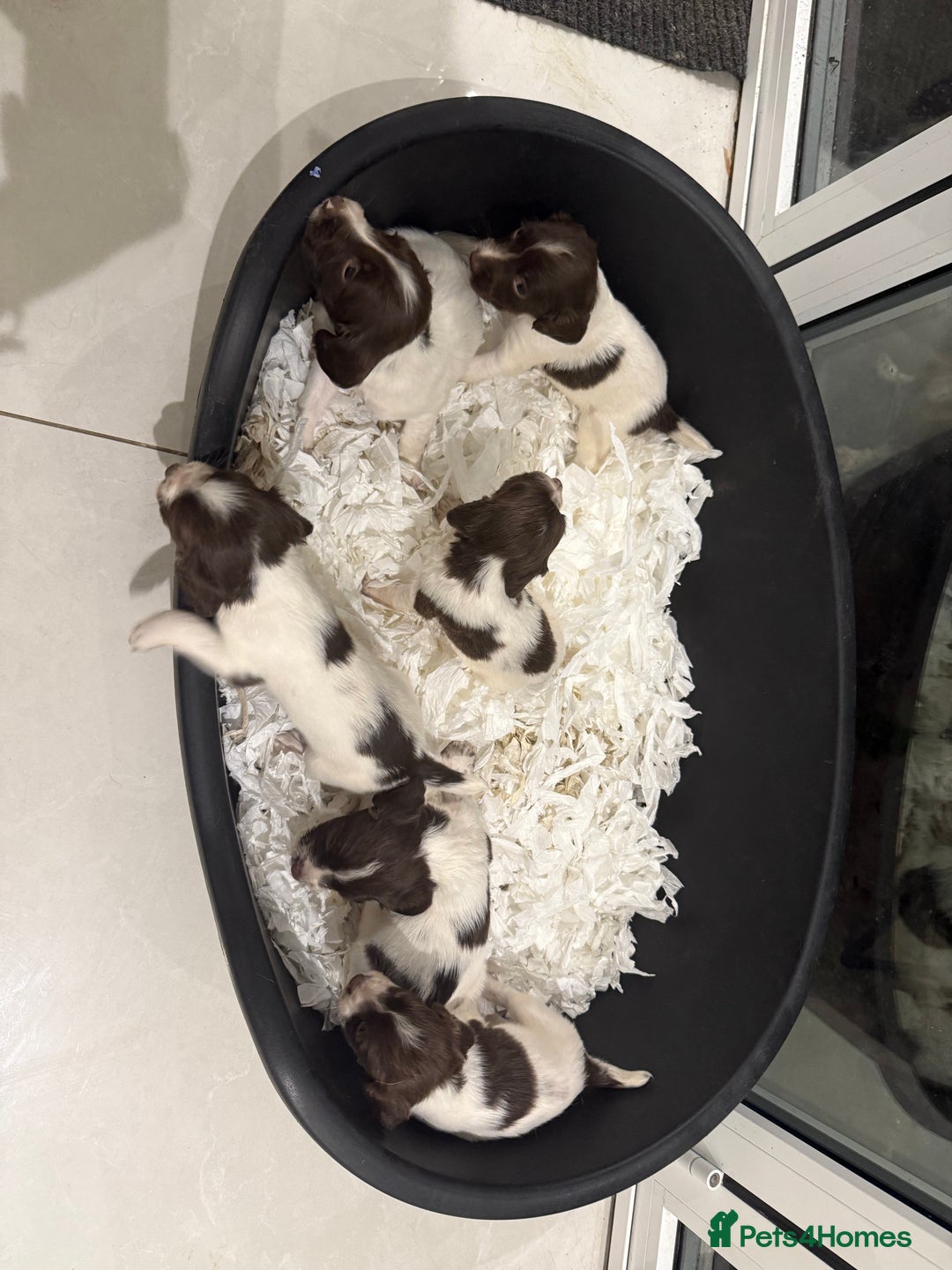 English Springer Spaniel dogs for sale: English Springer Spaniel  - Image 2
