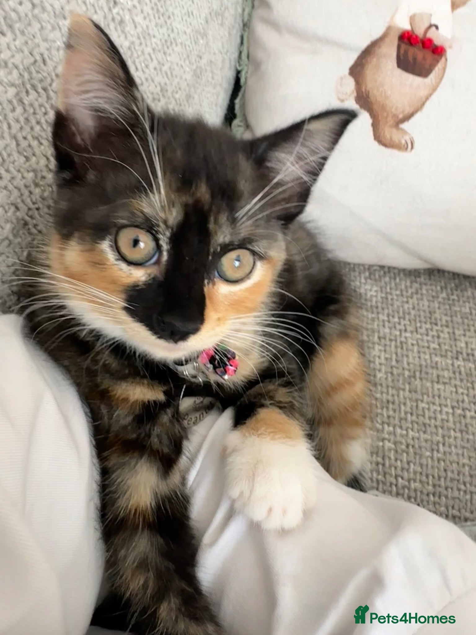 Mixed Breed cats for sale: Beautiful calico girl - Advert 4