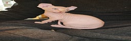Sphynx cats for sale: Unique Elf, Sphynx & Dwelf Babies - Advert 16