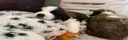 Saint Bernard dogs for sale: (Last 3) Gorgeous Saint Bernard puppies available  - Advert 23
