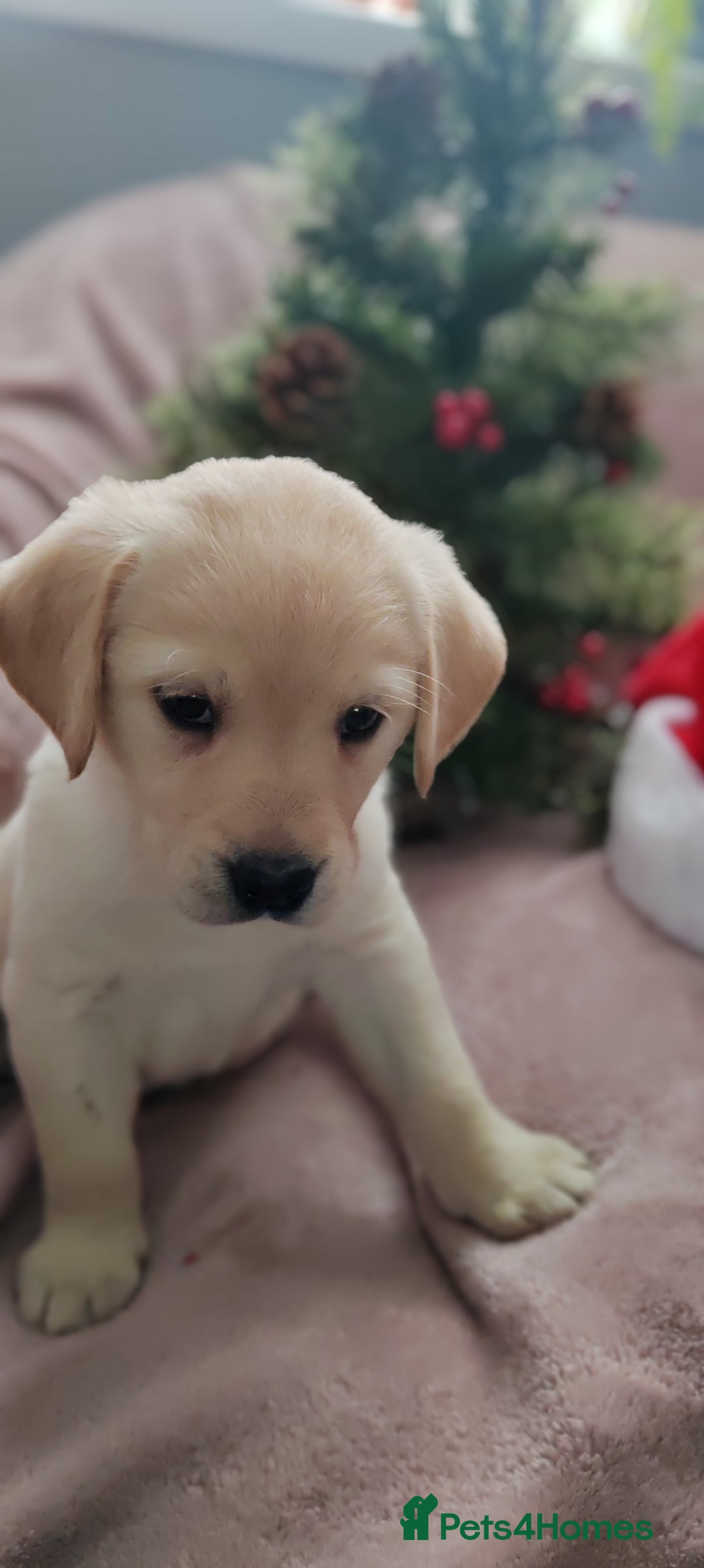 Goldador dogs for sale: Gorgeous Goldador puppies - Advert 8