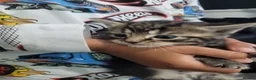 Mixed Breed cats for sale: Kittens looking for responsible& safe forever home in Birmingham - Advert 19