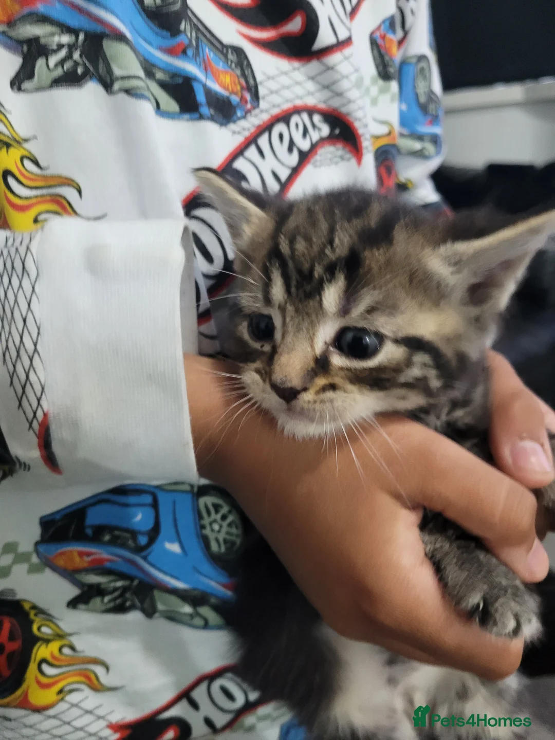 Mixed Breed cats for sale: Kittens looking for responsible& safe forever home in Birmingham - Advert 19