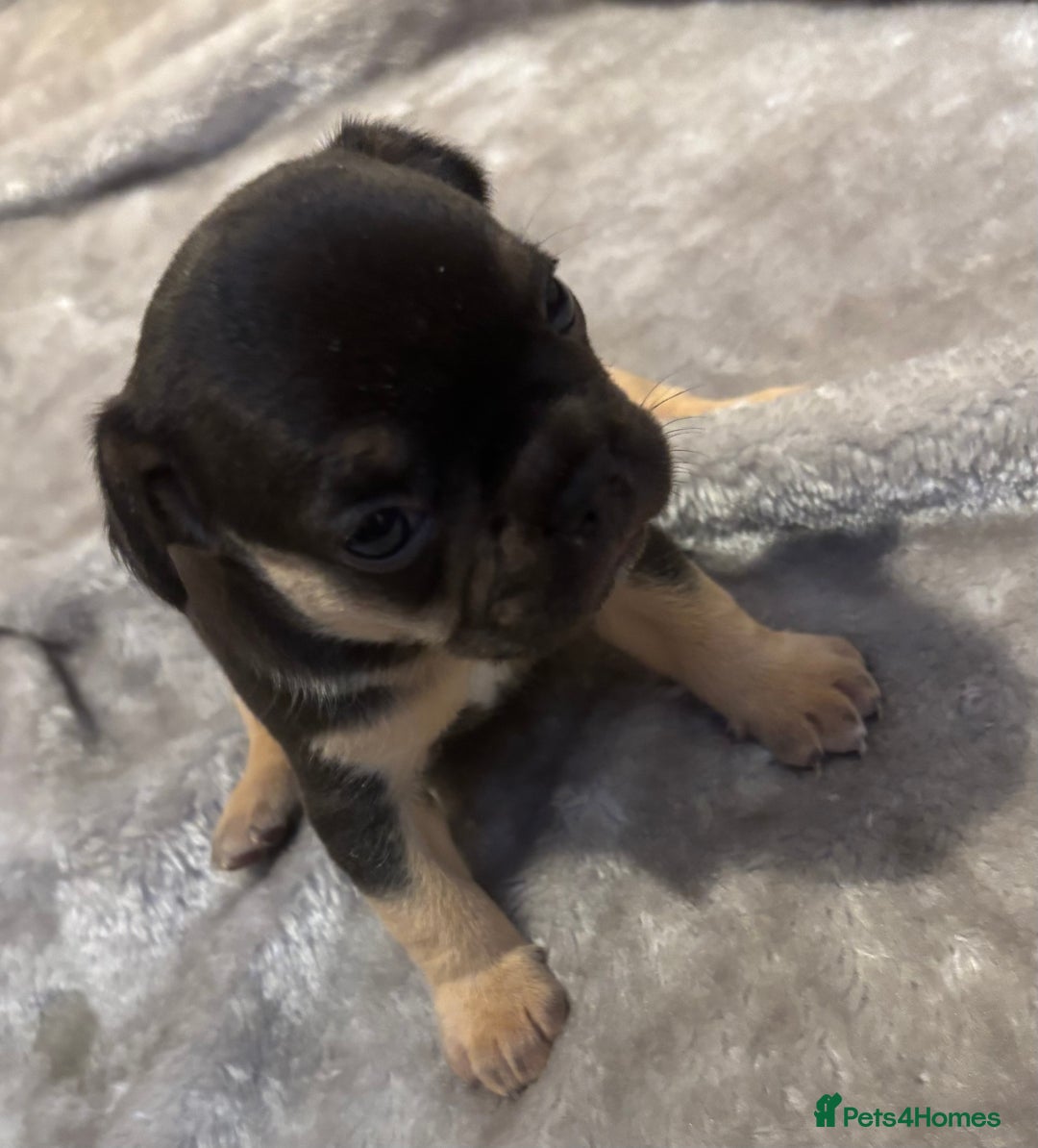 French Bulldog dogs for sale: LAST ONE REDUCED FRENCH BULLDOG 🐾 - Advert 20