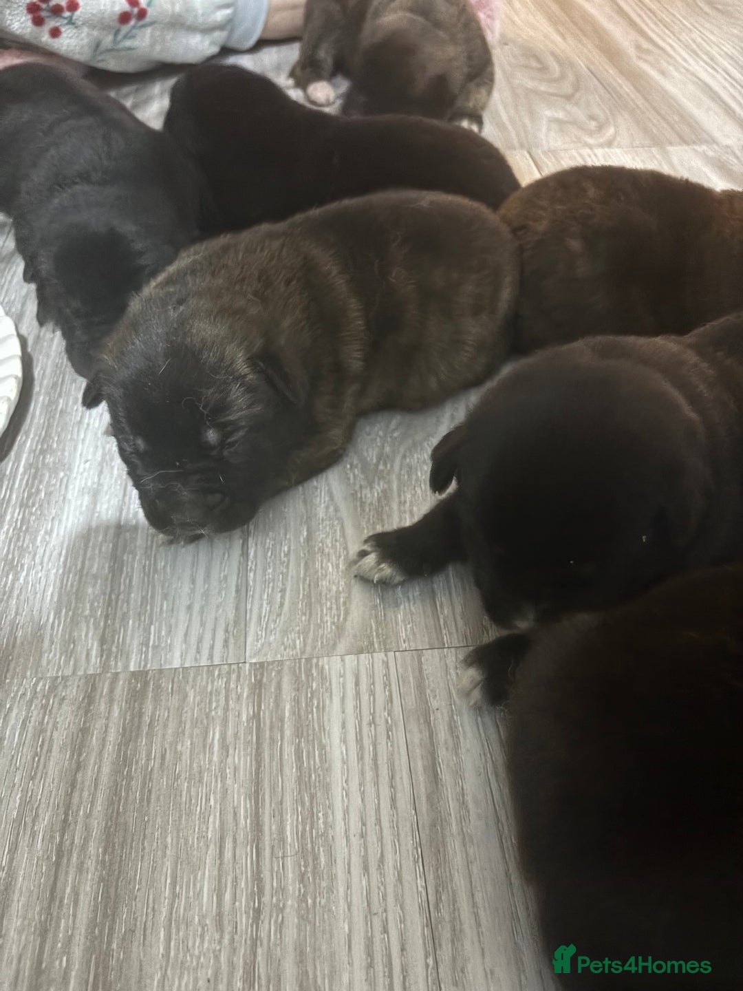 Mixed Breed dogs for sale: Cane corso x Akita  - Advert 2