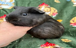 Guinea Pig rodents for sale: Baby Female Guineapigs  - Image 7