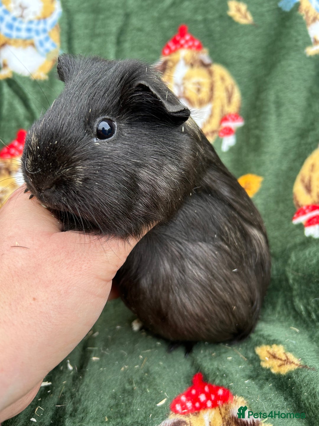 Guinea Pig rodents for sale: Baby Female Guineapigs  - Image 7