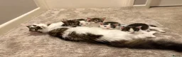 Mixed Breed cats for sale: Beautiful Kittens for sale in Reading - Advert 19