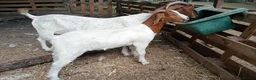 Goats livestock for sale: Boer goats in Deeside - Advert 3
