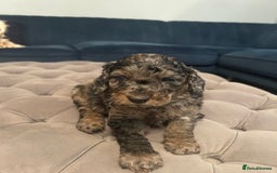 Cockapoo dogs for sale: Fb2 miniature cockapoo - Image 2