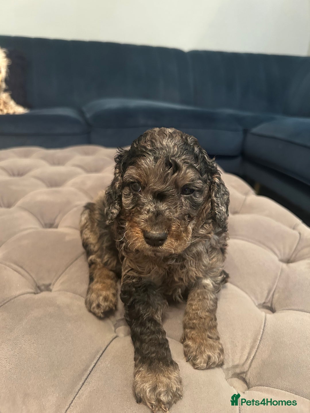 Cockapoo dogs for sale: Fb2 miniature cockapoo - Image 2