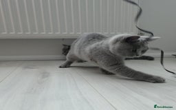 British Shorthair cats for sale: Campion blod - Image 4